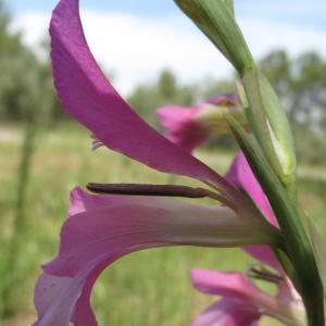 Photographie n°32281 du taxon Gladiolus italicus Mill. [1768]