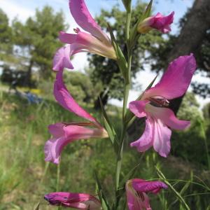 Photographie n°32282 du taxon Gladiolus italicus Mill.