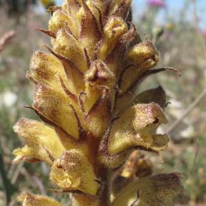 Orobanche reticulata var. pallidiflora (Wimm. & Grab.) B.Bock