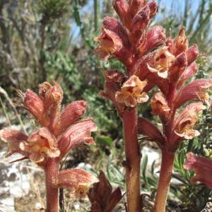 Photographie n°32285 du taxon Orobanche alba Stephan ex Willd. [1800]