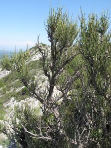 Marie  Portas, le  8 mai 2011 (Saint-Rémy-de-Provence (Les Alpilles))