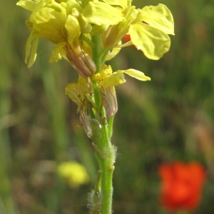 Photographie n°32298 du taxon Rapistrum rugosum (L.) All. [1785]