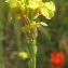  Marie  Portas - Rapistrum rugosum (L.) All.