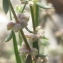  Marie  Portas - Galium verticillatum Danthoine ex Lam. [1788]