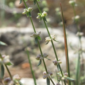 Photographie n°32304 du taxon Galium verticillatum Danthoine ex Lam. [1788]