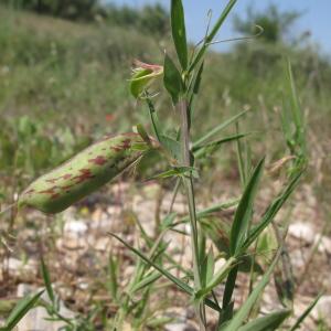 Photographie n°32308 du taxon Lathyrus cicera L.