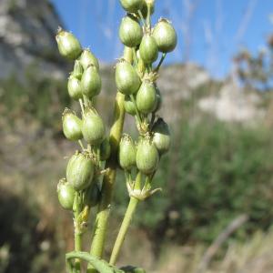 Photographie n°32317 du taxon Silene otites (L.) Wibel