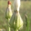  Marie  Portas - Crepis foetida L.