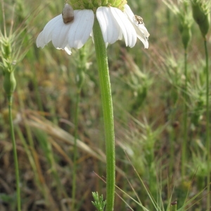 Photographie n°32327 du taxon Anthemis arvensis var. incrassata (Loisel.) Boiss.