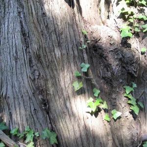 Photographie n°32335 du taxon Cupressus sempervirens L.