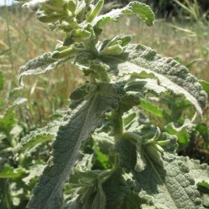 Photographie n°32341 du taxon Verbascum sinuatum L.