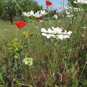 Photographie n°32351 du taxon Orlaya grandiflora (L.) Hoffm.