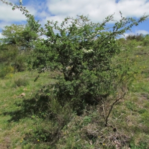 Photographie n°32354 du taxon Crataegus monogyna Jacq. [1775]