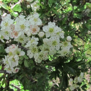 Photographie n°32355 du taxon Crataegus monogyna Jacq. [1775]