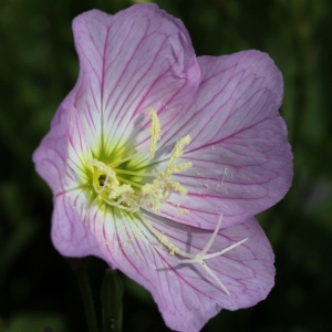 Photographie n°32363 du taxon Oenothera speciosa Nutt. [1821]