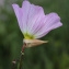  John De Vos - Oenothera speciosa Nutt. [1821]