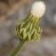  John De Vos - Crepis albida Vill. [1779]