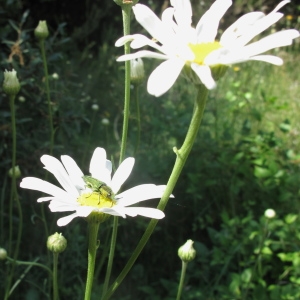 Leucanthemum palmatum Lam. (Marguerite de Montpellier)