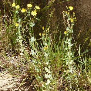 Photographie n°32401 du taxon Chlora perfoliata (L.) L. [1767]