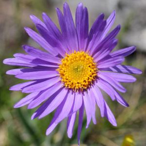 Aster alpinus subsp. cebennensis (Braun-Blanq.) Braun-Blanq. (Aster des Causses)