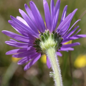 Photographie n°32416 du taxon Aster alpinus subsp. cebennensis (Braun-Blanq.) Braun-Blanq. [1952]