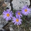  John De Vos - Aster alpinus subsp. cebennensis (Braun-Blanq.) Braun-Blanq. [1952]