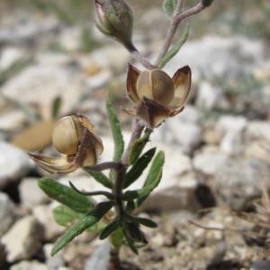 Photographie n°32418 du taxon Helianthemum salicifolium (L.) Mill. [1768]