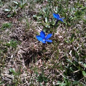 Photographie n°32425 du taxon Gentiana verna L. [1753]