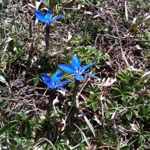 Photographie n°32426 du taxon Gentiana verna L. [1753]