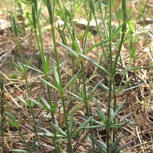 Photographie n°32446 du taxon Crucianella angustifolia L.