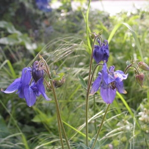 Photographie n°32455 du taxon Aquilegia vulgaris L. [1753]