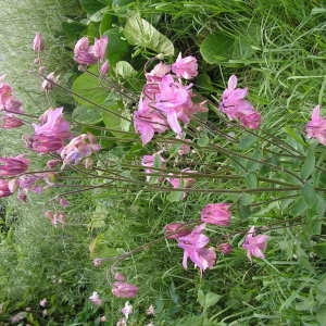 Photographie n°32458 du taxon Aquilegia vulgaris L. [1753]