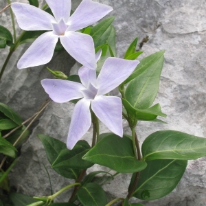 Photographie n°32459 du taxon Vinca difformis Pourr.