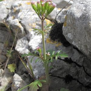 Photographie n°32466 du taxon Centranthus calcitrapae (L.) Dufr.