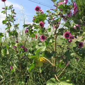 Photographie n°32478 du taxon Lavatera arborea L.