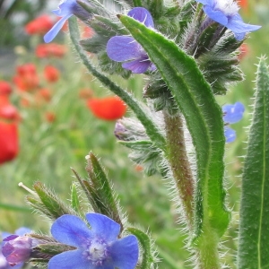 Photographie n°32482 du taxon Anchusa azurea Mill.