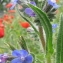  Marie  Portas - Anchusa azurea Mill.