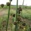  Marie  Portas - Scirpus holoschoenus L.