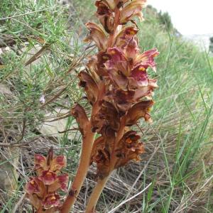 Photographie n°32496 du taxon Orobanche gracilis Sm. [1798]