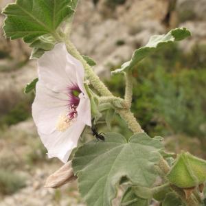 Photographie n°32498 du taxon Lavatera maritima Gouan [1773]