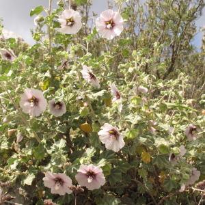 Photographie n°32499 du taxon Lavatera maritima Gouan [1773]