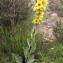  Marie  Portas - Verbascum boerhavii L.