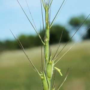 Photographie n°32545 du taxon Aegilops triuncialis L.