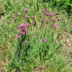 Photographie n°32549 du taxon Dianthus deltoides L. [1753]