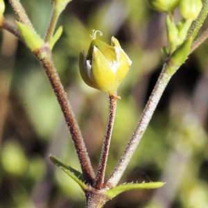  - Arenaria controversa Boiss.