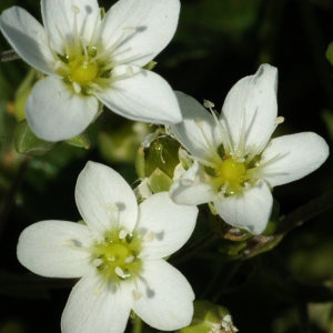Arenaria hispida subsp. controversa (Boiss.) Bonnier & Layens (Sabline controversée)