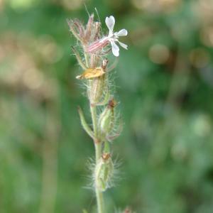 Photographie n°32554 du taxon Silene gallica L. [1753]