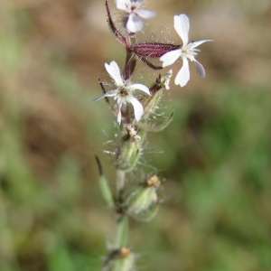 Photographie n°32555 du taxon Silene gallica L. [1753]