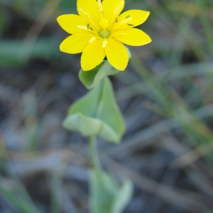 Photographie n°32556 du taxon Blackstonia perfoliata (L.) Huds. [1762]