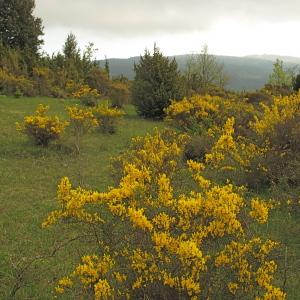 Photographie n°32559 du taxon Genista scorpius (L.) DC. [1805]